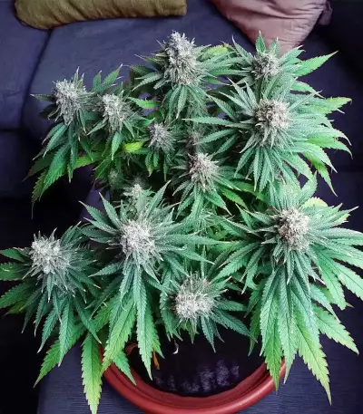 Chocolate Skunk (00 Seeds) Cannabis-Samen