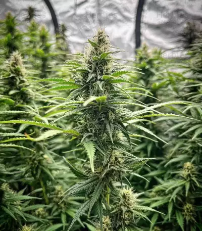 Durban Thai x C99 feminisierte Samen (Brothers Grimm Seeds)