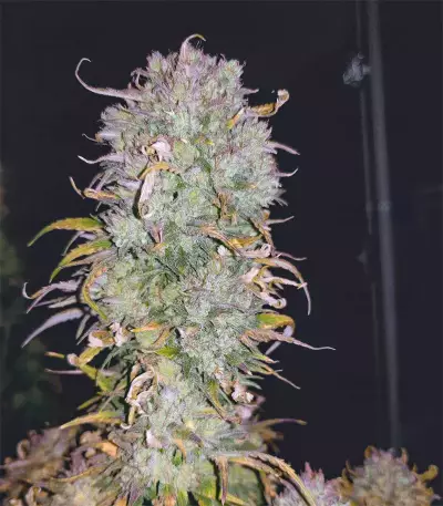 Gelato Auto feminisierte Samen (Fast Buds)