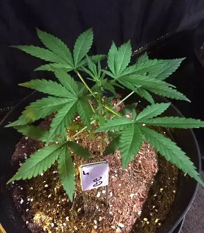 GG#4 Original Glue Auto (Auto Seeds) Cannabis-Samen