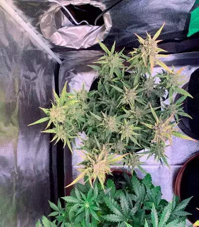 GG#4 Original Glue Auto feminisierte Samen (Fast Buds)
