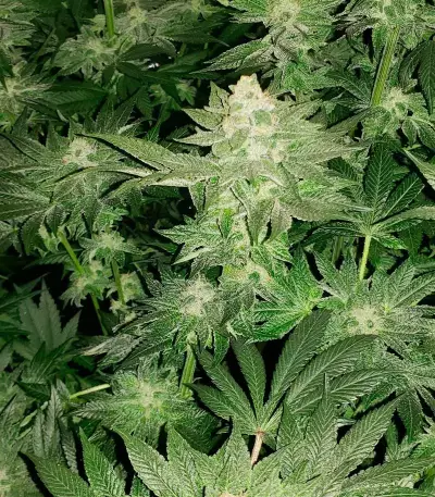 Girl Scout Cookies feminisierte Samen (Garden of Green)