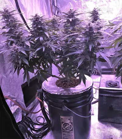 Gorilla Auto (GG#4 Original Glue Auto) (Expert Seeds) Cannabis-Samen