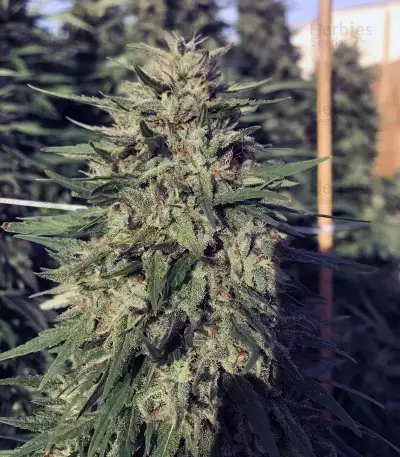 Granddaddy Purple feminisierte Samen (Blimburn Seeds)