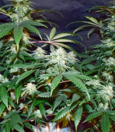 Grandmommy Purple feminisierte Samen (Herbies Seeds)