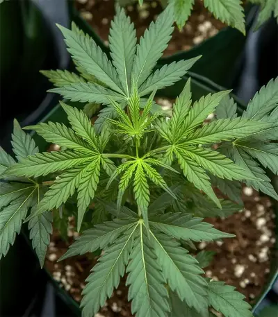 Green AK XL (AK-47 XL) (Zambeza Seeds) Cannabis-Samen