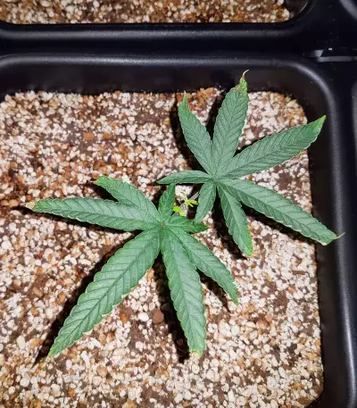 Haze Berry (RQS) Cannabis-Samen