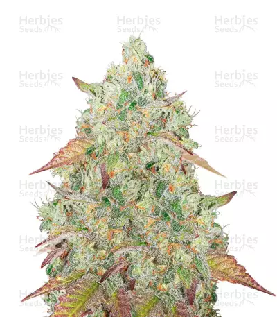 Heavy Kickers Mix feminisierte Samen (Herbies Seeds)