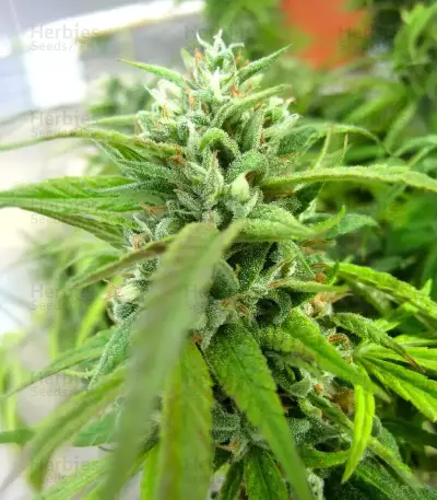 Humboldt Headband feminisierte Samen (Humboldt Seed Company)
