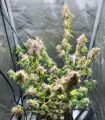 Mac N' Jack R1 feminisierte Samen (Ethos Genetics)