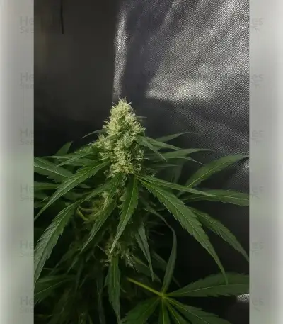Northern Light Automatic (RQS) Cannabis-Samen
