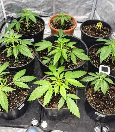 Papaya Sherbet feminisierte Samen (Fast Buds)