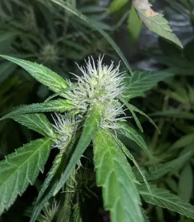 Purple Lemonade Auto RF3 (Fast Buds)