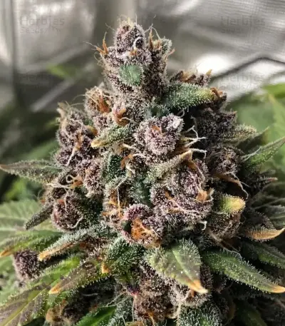 Purple Lemonade Auto RF3 (Fast Buds)