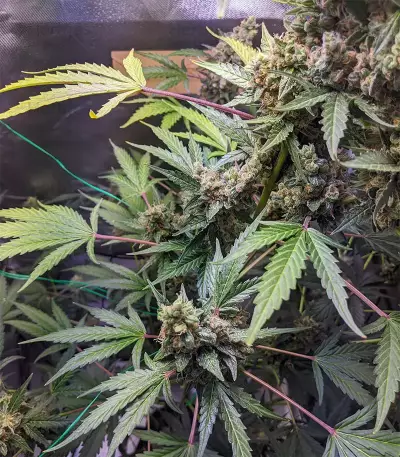 Purple Punch Auto feminisierte Samen (Barney’s Farm)