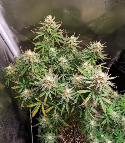 Royal Purple Kush Auto (Emerald Triangle Seeds) Cannabis-Samen