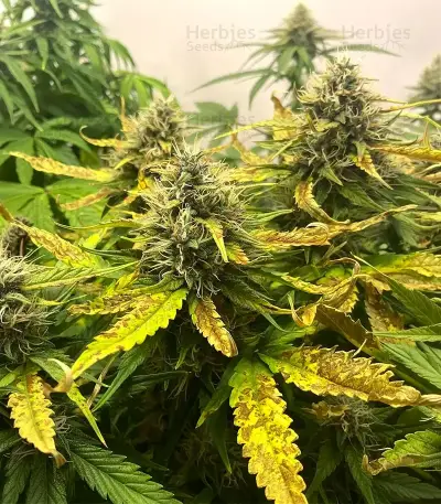 Sir Jack Auto (Exotic Seeds) Cannabis-Samen