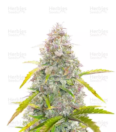 S.O.D.K Auto (Mephisto Genetics) Cannabis-Samen