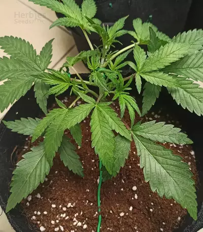 Strawberry Banana Auto feminisierte Samen (Fast Buds)