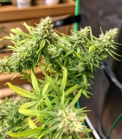 Tease Auto (Dr. Krippling Seeds) Cannabis-Samen