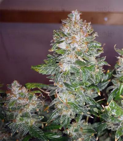 Trans Siberian Auto (Auto Seeds) Cannabis-Samen