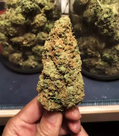 Venice Beach Afghan (Kera Seeds) Cannabis-Samen