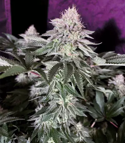 Wedding Cake (Cali Buds Seeds) Cannabis-Samen