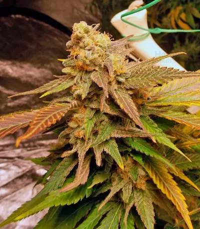 Vanilla Kush feminisiertes Saatgut (Barney's Farm)