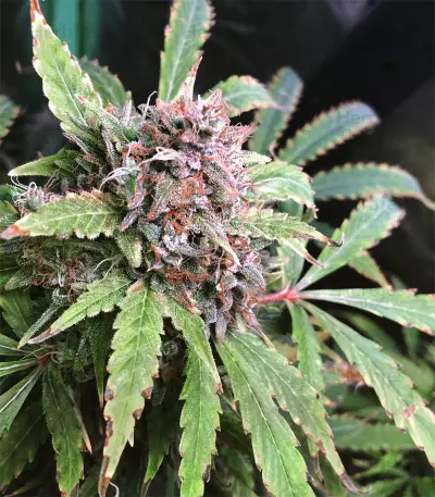 Tangerine Dream Auto (Barney's Farm) Cannabis-Samen