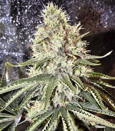 Amnesia (Seedstockers) Cannabis-Samen