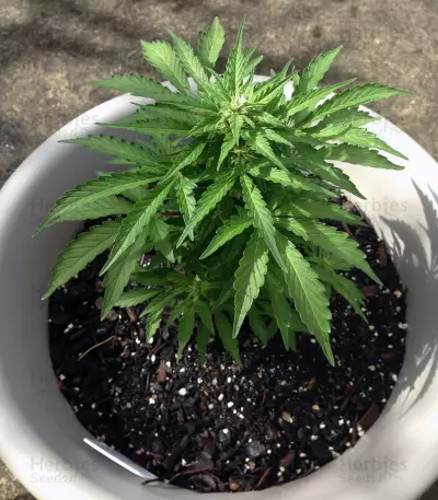Jack-Matic Auto (Blackskull Seeds) Cannabis-Samen