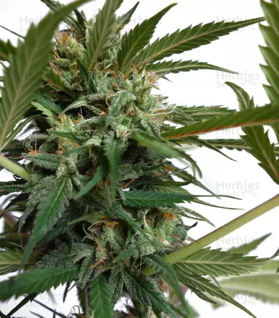 Auto New York City Diesel (Advanced Seeds) Cannabis-Samen
