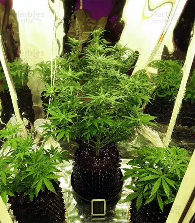 Auto Pineapple Glue strain