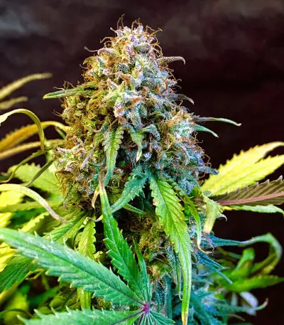 Bakers Delight (DNA Genetics) Cannabis-Samen