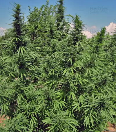 Bangi Haze (Ace Seeds) Cannabis-Samen