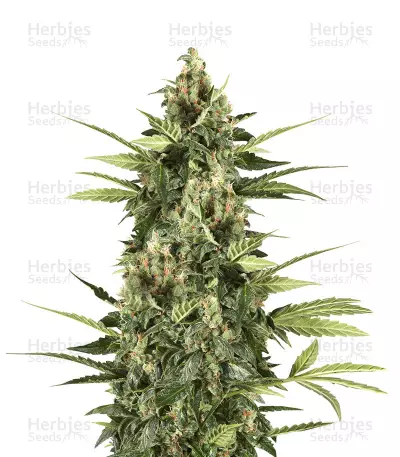 Big Stilton Auto (Big Head Seeds) Cannabis-Samen