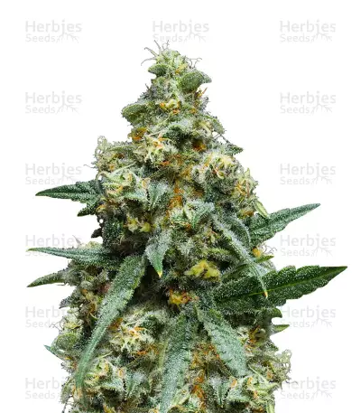 C99 (G13 Labs) Cannabis-Samen