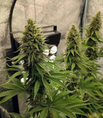 CBD Blue Shark (Barney's Farm) Cannabis-Samen