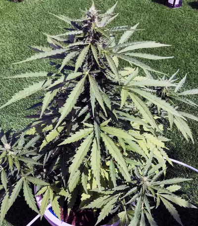 CBD Lemon Potion Auto (Barney's Farm) Cannabis-Samen