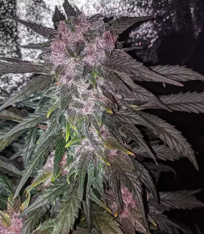 Critical 2.0 XL Auto (Garden Of Green) Cannabis-Samen