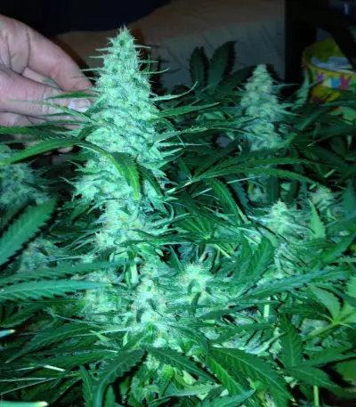 Critical Jack Herer (Delicious Seeds)