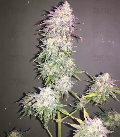 Fat Banana (RQS) Cannabis-Samen