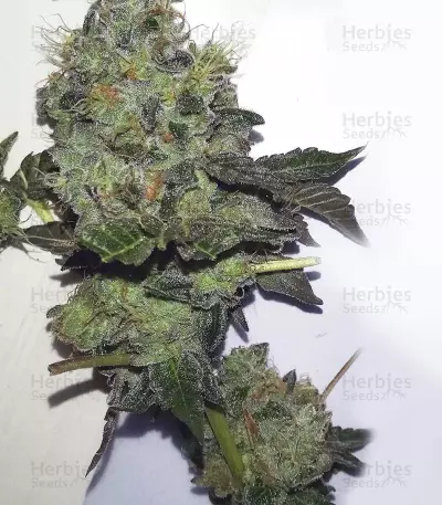 Girl Scout Cookies (BlimBurn Seeds) Cannabis-Samen