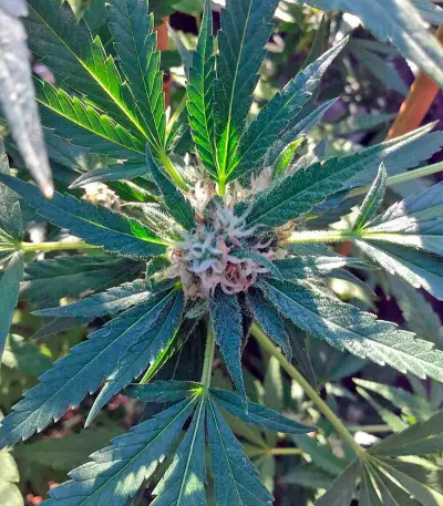 Green Crack (Humboldt Seeds Organization) Cannabis-Samen