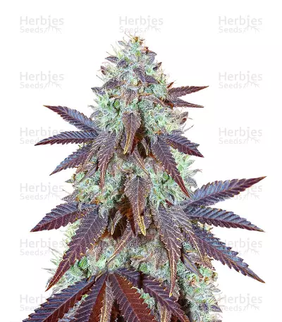 Grizzly Purple Kush (BlimBurn Seeds) Cannabis-Samen