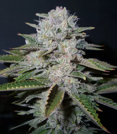 Head Stash Auto (Big Head Seeds) Cannabis-Samen