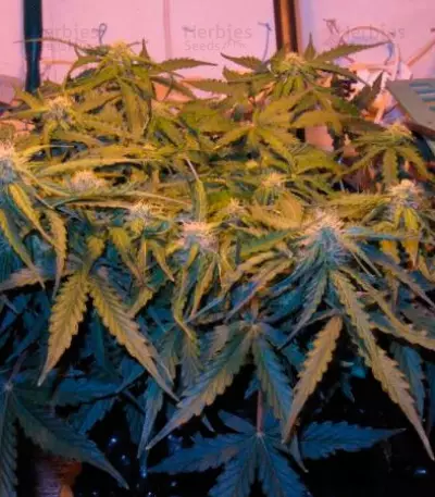 Il Diavolo Auto (Delicious Seeds) Cannabis-Samen