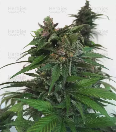 Kosher Kush (Reserva Privada) Cannabis-Samen