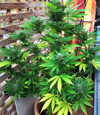 Mexican Sativa (Sensi Seeds) Cannabis-Samen