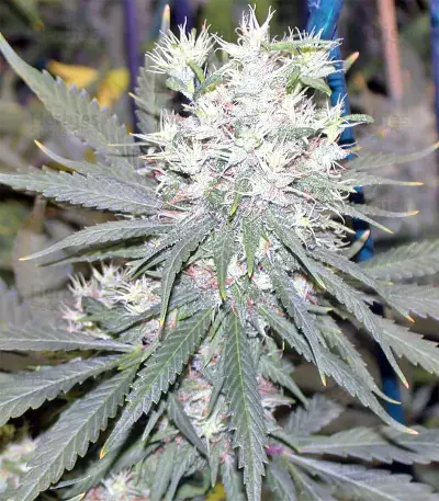 Panama D.C. Regular (CannaBioGen) Cannabis-Samen